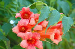 Island Flora